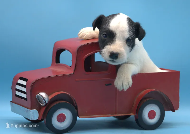 Atticus – Parson Russell Terrier puppy for sale in Riverside, CA