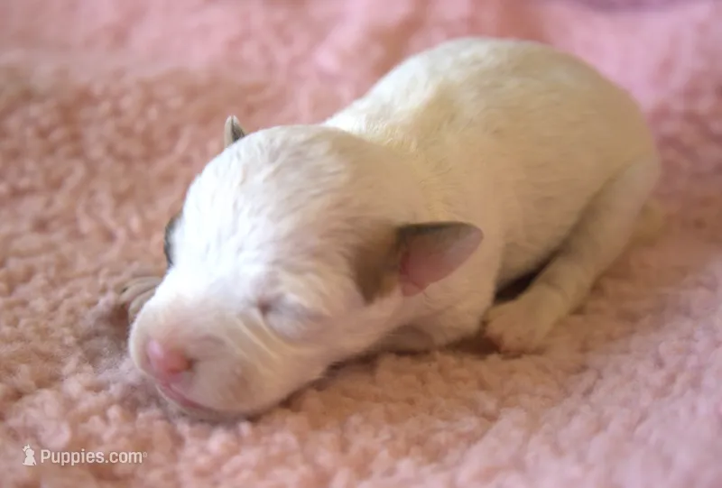 Whitney – Jack Russell Terrier puppy for sale in Riverside, CA