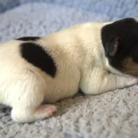 Wiley, a male Parson Russell Terrier for sale in Riverside, CA – Photo 3 of 10