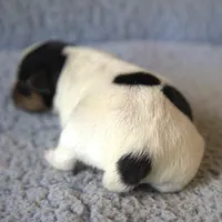 Wiley, a male Parson Russell Terrier for sale in Riverside, CA – Photo 2 of 10