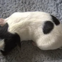 Wiley, a male Parson Russell Terrier for sale in Riverside, CA – Photo 5 of 10