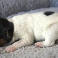 Wiley, a male Parson Russell Terrier for sale in Riverside, CA – Photo 4 of 10
