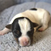 Wiley, a male Parson Russell Terrier for sale in Riverside, CA – Photo 1 of 10