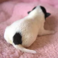 Willa, a female Parson Russell Terrier for sale in Riverside, CA – Photo 3 of 10