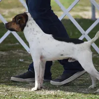 Willa, a female Parson Russell Terrier for sale in Riverside, CA – Photo 8 of 10