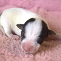 Willa, a female Parson Russell Terrier for sale in Riverside, CA – Photo 1 of 10