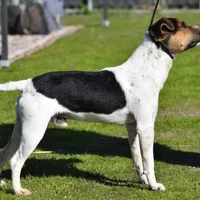 Willa, a female Parson Russell Terrier for sale in Riverside, CA – Photo 9 of 10