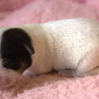 Willa, a female Parson Russell Terrier for sale in Riverside, CA – Photo 5 of 10