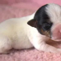 Willa, a female Parson Russell Terrier for sale in Riverside, CA – Photo 4 of 10