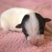 Willa, a female Parson Russell Terrier for sale in Riverside, CA – Photo 2 of 10