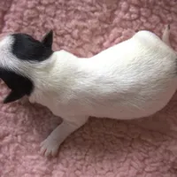 Willa, a female Parson Russell Terrier for sale in Riverside, CA – Photo 6 of 10
