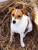 Eddy, a male Parson Russell Terrier for sale in Riverside, CA – Photo 9 of 10