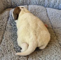 Eddy, a male Parson Russell Terrier for sale in Riverside, CA – Photo 6 of 10