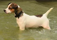 Eddy, a male Parson Russell Terrier for sale in Riverside, CA – Photo 7 of 10