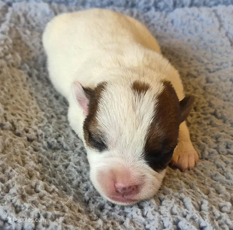 Eddy – Parson Russell Terrier puppy for sale in Riverside, CA