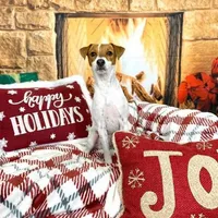 Eddy, a male Parson Russell Terrier for sale in Riverside, CA – Photo 10 of 10