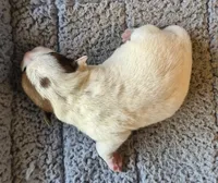 Eddy, a male Parson Russell Terrier for sale in Riverside, CA – Photo 5 of 10