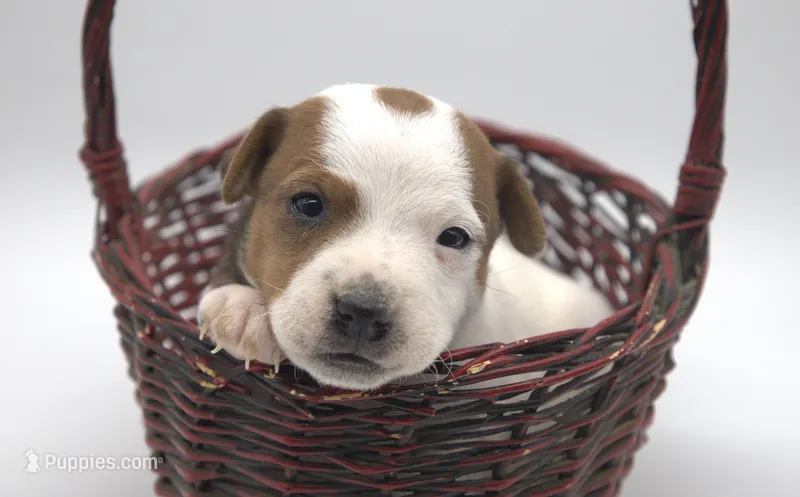 Scout – Jack Russell Terrier puppy for sale in Riverside, CA