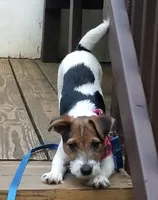 Houdini, a male Parson Russell Terrier for sale in Riverside, CA – 10 of 10