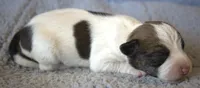 Charlie Brown, a male Jack Russell Terrier for sale in Riverside, CA – 2 of 9