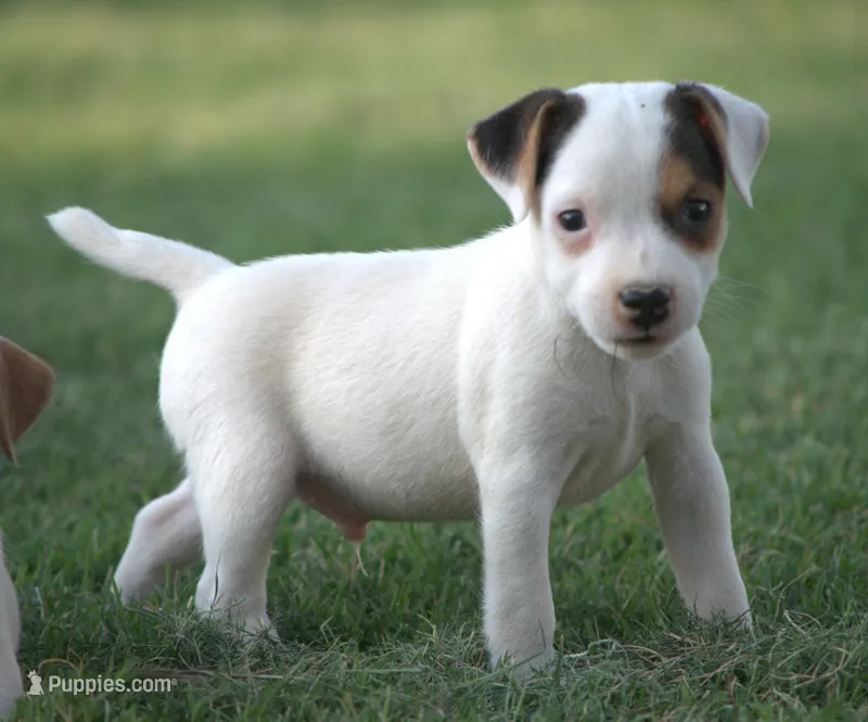 Gizmo – Jack Russell Terrier puppy for sale in Riverside, CA