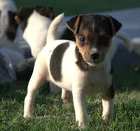 Bubbles, a female Jack Russell Terrier for sale in Riverside, CA – 5 of 10