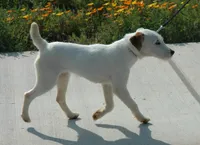 Jonas, a male Jack Russell Terrier for sale in Riverside, CA – 10 of 10