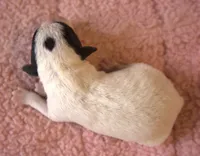 Diamond, a female Jack Russell Terrier for sale in Riverside, CA – 4 of 10