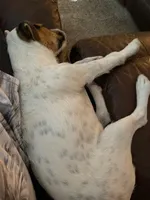 Due June 30th, a  Jack Russell Terrier for sale in Riverside, CA – 6 of 7