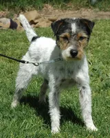 Due July 3rd, a  Jack Russell Terrier for sale in Riverside, CA – 1 of 7
