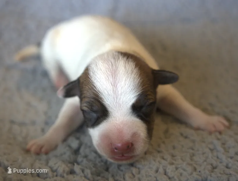Jupiter – Parson Russell Terrier puppy for sale in Riverside, CA