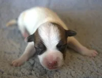 Jupiter, a male Parson Russell Terrier for sale in Riverside, CA – 1 of 9