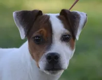 Jackson, a male Jack Russell Terrier for sale in Riverside, CA – 5 of 8
