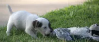 Diego, a male Jack Russell Terrier for sale in Riverside, CA – 2 of 10