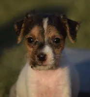 Fallon, a female Jack Russell Terrier for sale in Riverside, CA – 1 of 10