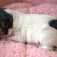 Waffles, a female Jack Russell Terrier for sale in Riverside, CA – Photo 5 of 10