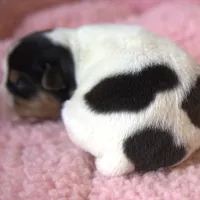 Waffles, a female Jack Russell Terrier for sale in Riverside, CA – Photo 3 of 10