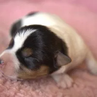 Waffles, a female Jack Russell Terrier for sale in Riverside, CA – Photo 2 of 10