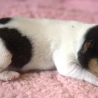 Waffles, a female Jack Russell Terrier for sale in Riverside, CA – Photo 4 of 10