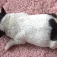 Waffles, a female Jack Russell Terrier for sale in Riverside, CA – Photo 6 of 10