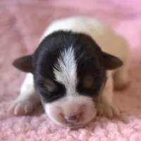 Waffles, a female Jack Russell Terrier for sale in Riverside, CA – Photo 1 of 10