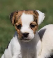 Ready Now!, a female Jack Russell Terrier for sale in Riverside, CA – 3 of 10