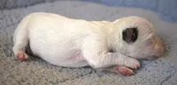 Decker, a male Parson Russell Terrier for sale in Riverside, CA – 2 of 10