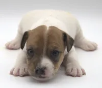 Bullet, a male Jack Russell Terrier for sale in Riverside, CA – 2 of 9