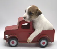 Penelope, a female Parson Russell Terrier for sale in Riverside, CA – 2 of 9