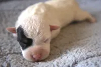 Patrick, a male Parson Russell Terrier for sale in Riverside, CA – Photo 5 of 10