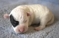 Patrick, a male Parson Russell Terrier for sale in Riverside, CA – Photo 1 of 10