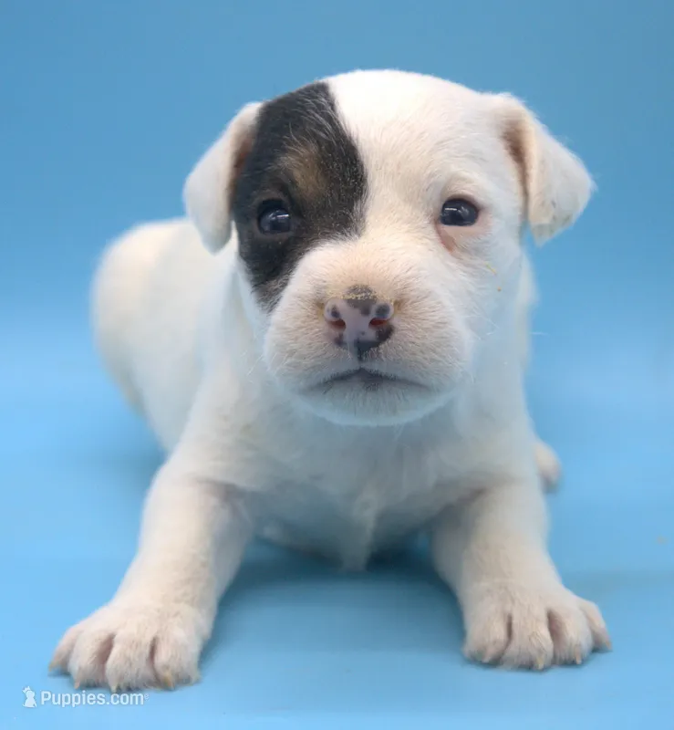 Patrick – Parson Russell Terrier puppy for sale in Riverside, CA