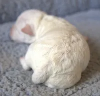 Patrick, a male Parson Russell Terrier for sale in Riverside, CA – Photo 3 of 10