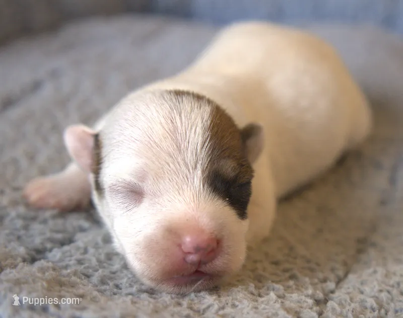 Alvin – Jack Russell Terrier puppy for sale in Riverside, CA